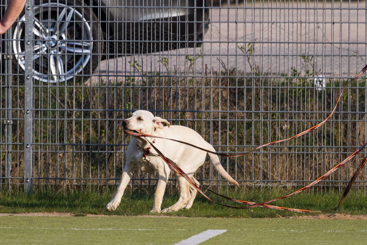 Bild 111 - D-Juniorinnen FSC Kaltenkirchen - SV Wahlstedt : Ergebnis: 3:1